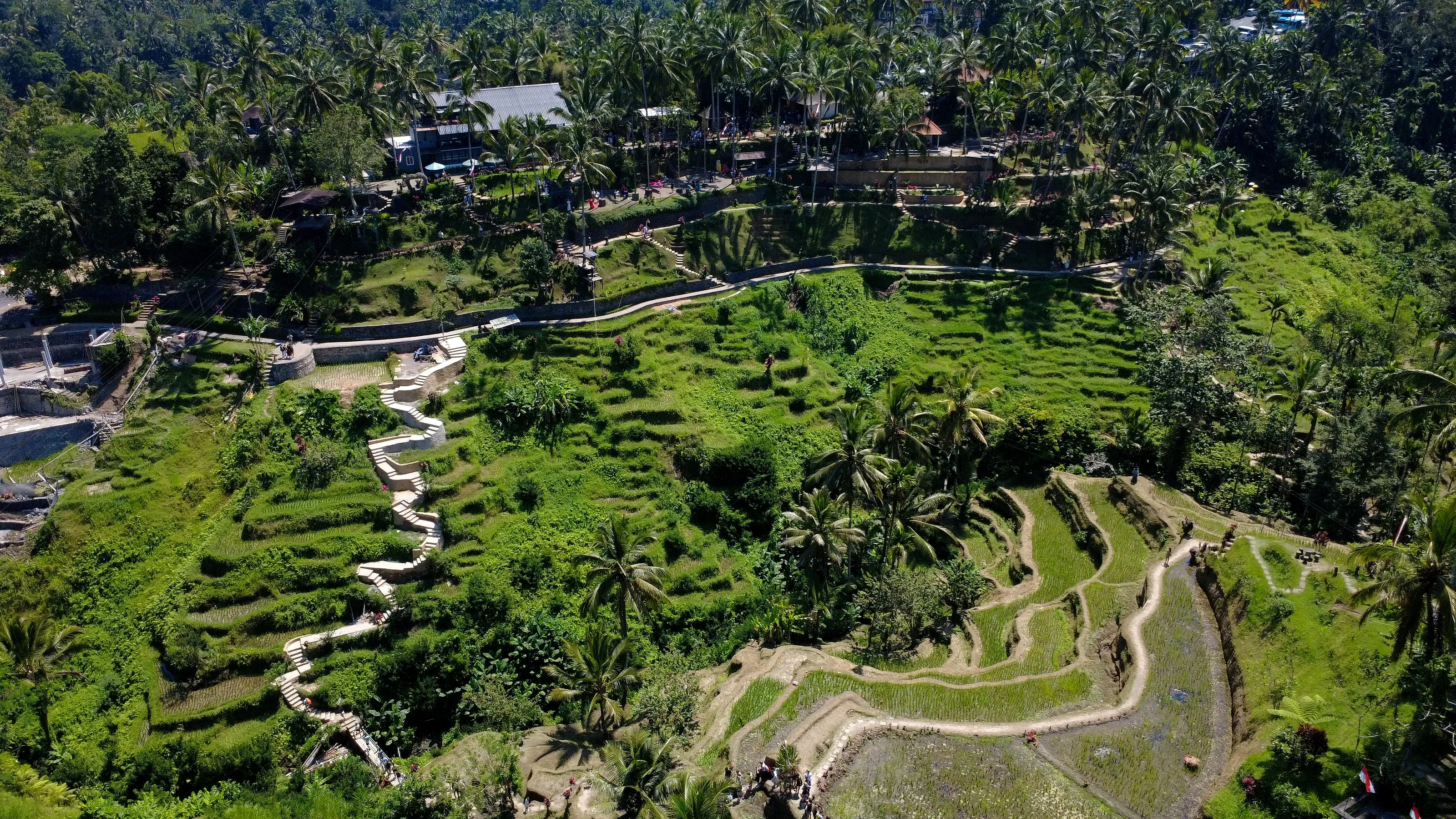 Las terrazas de arroz de Tegallalang desde el aire, con el camino de bajada serpenteando.