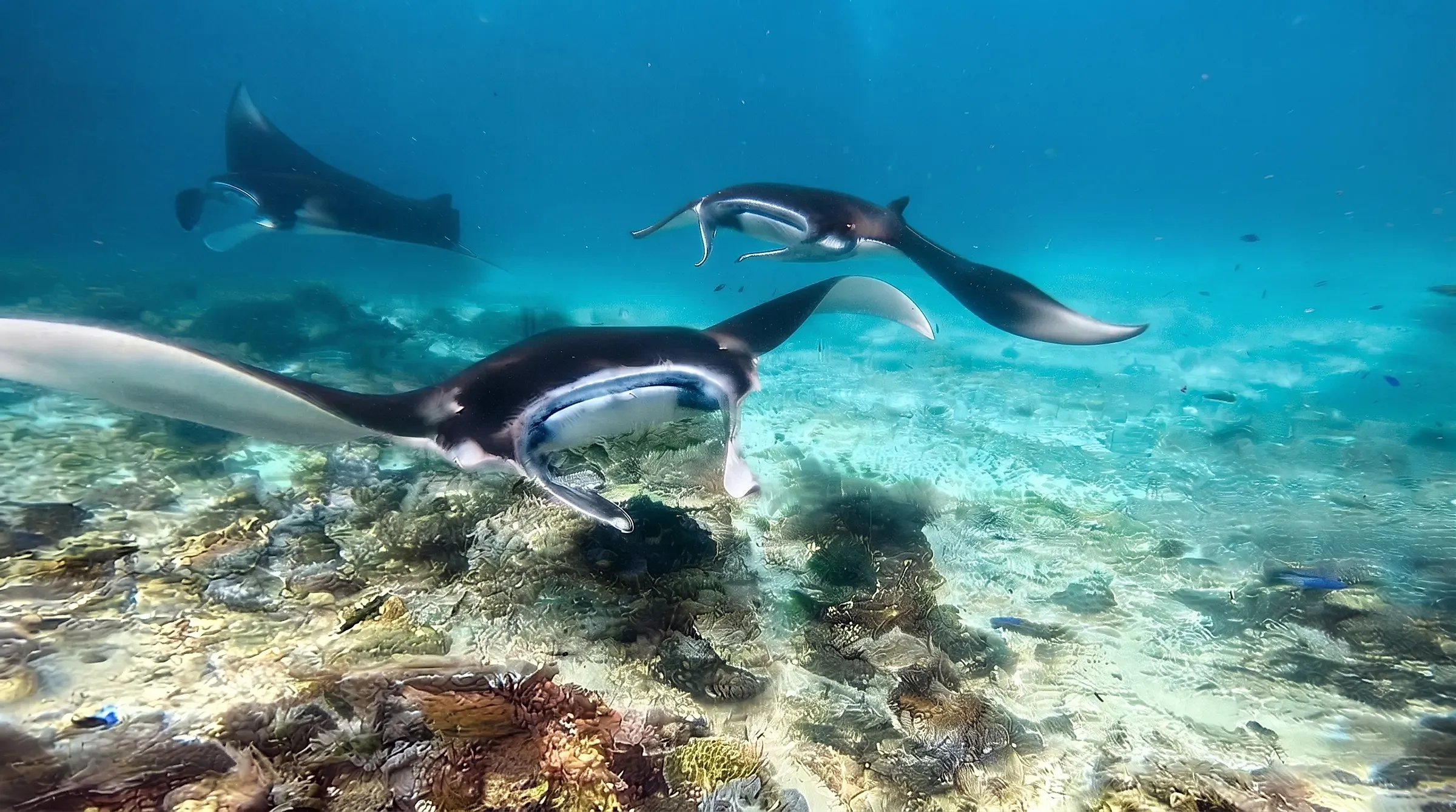 Cuatro mantarrayas sobre el arrecife en el mismo encuadre; la grande del centro pasa con la boca abierta, filtrando.