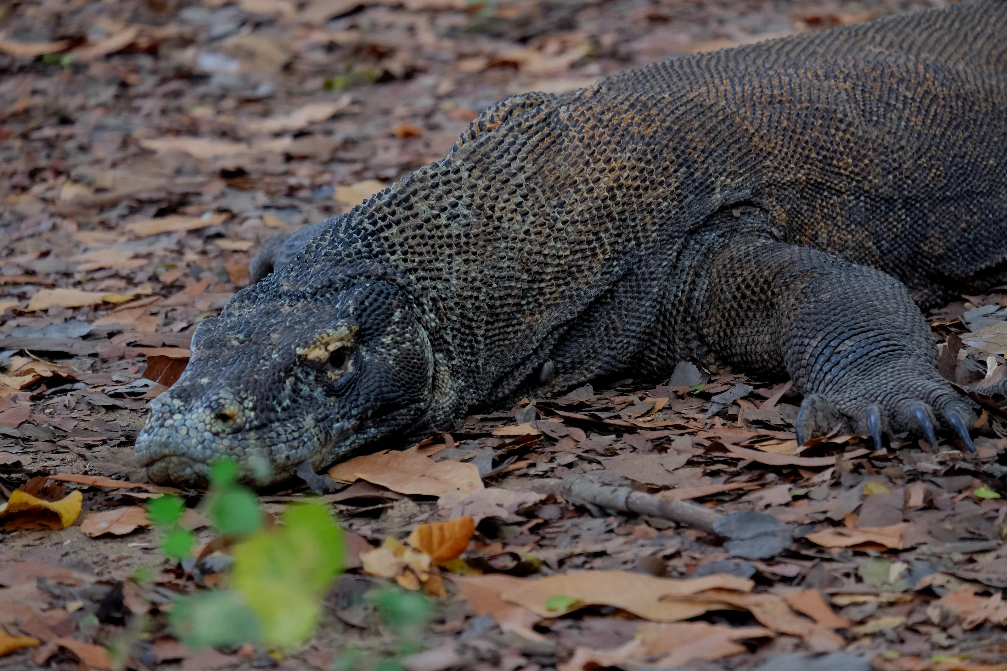 Un dragón de Komodo, tumbado a la sombra, que es como se pasan el día.